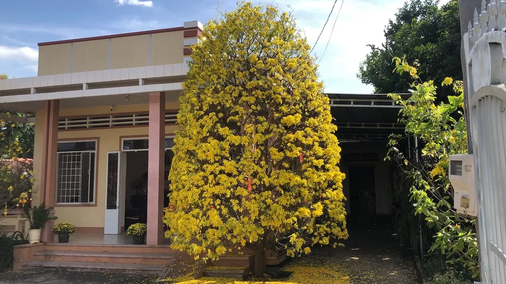 Cây mai nở vàng cả sân nhà (Ảnh: QH)