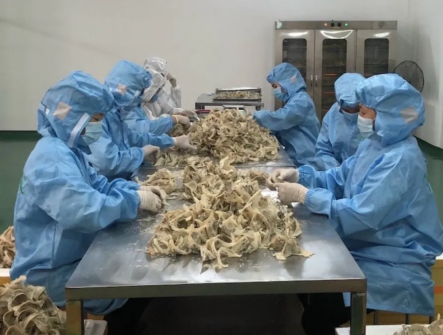 Các công nhân chế biến tổ yến. Ảnh minh họa Các công nhân chế biến tổ yến. Ảnh minh họa