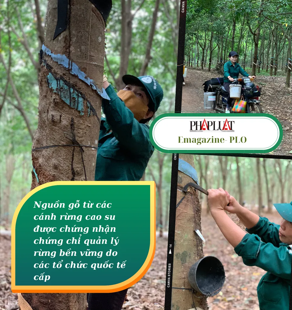 doanh nghiệp cao su xanh