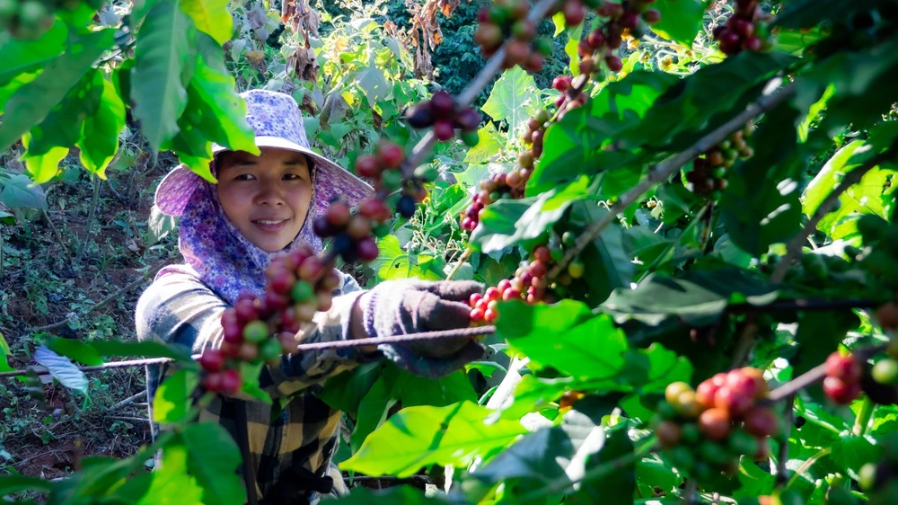 Giá cà phê xuất khẩu trong năm 2023 tăng hơn so với năm 2022. cà phê Việt Nam xuất khẩu