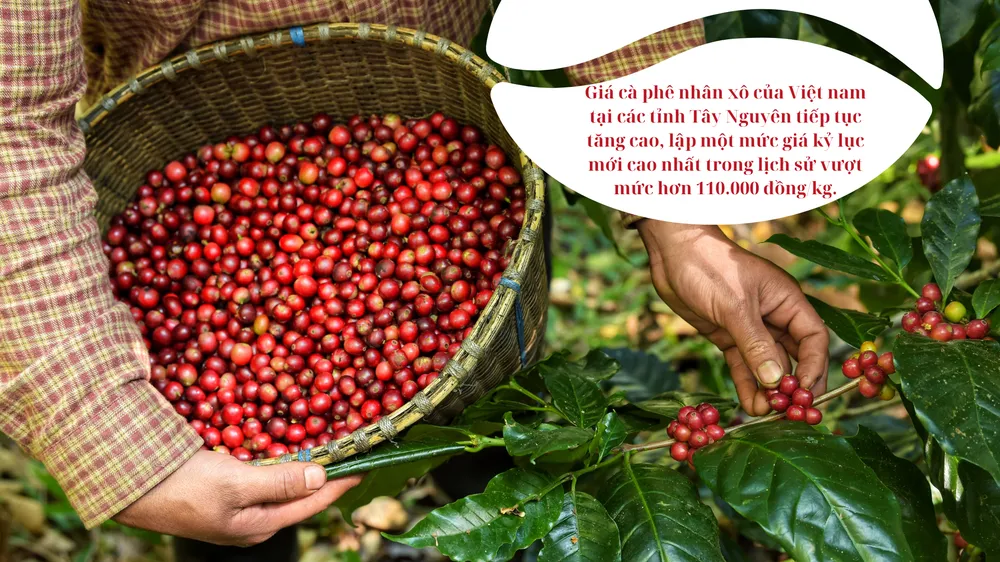 Nhu cầu thế giới cao trong khi nguồn cung từ Việt Nam đang cạn kiệt, đẩy giá cà phê nhân trong nước tăng cao. Ảnh: QH gia-ca-phe-Viet-Nam1.png