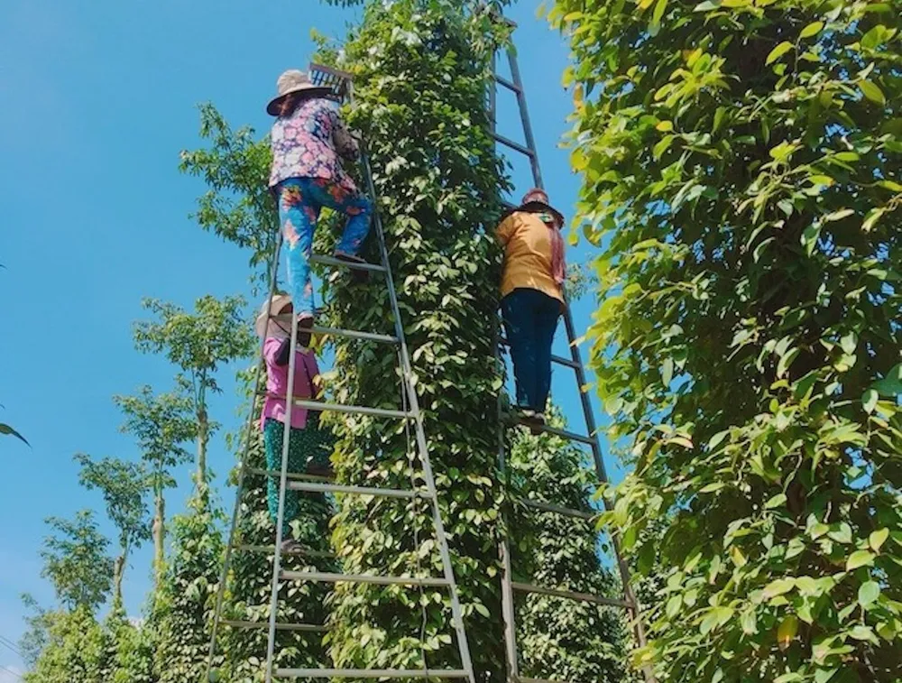 Giá hồ tiêu xuất khẩu của Việt Nam trong tháng 5-2024 tăng tới 45% so với cùng kỳ năm ngoái. Ảnh: QH giá hồ tiêu