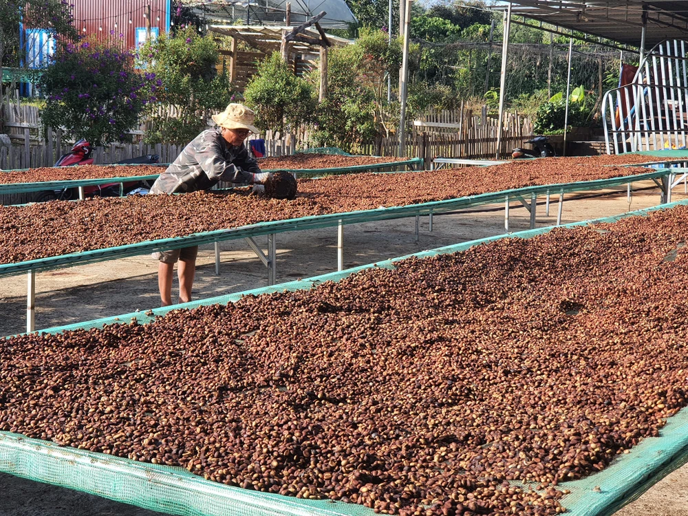 Các chuyên gia, hiệp hội đều cho biết nguồn cung cà phê Việt Nam cũng như thế giới năm nay vẫn đảm bảo không có sự biến động lớn. ca-phe-phoi.jpg