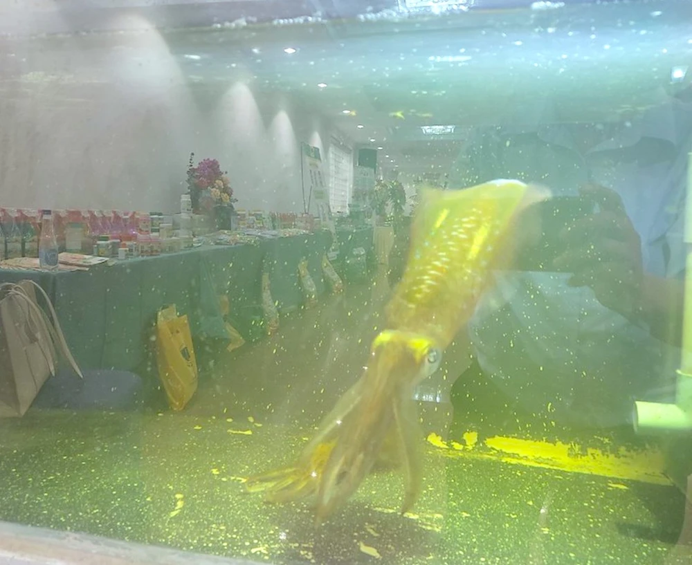 Mô hình công nghệ Aquaponic nuôi mực lá trong đô thị được giới thiệu tại một hội thảo nông nghiệp tổ chức tại TP.HCM. nuôi mực lá công nghệ