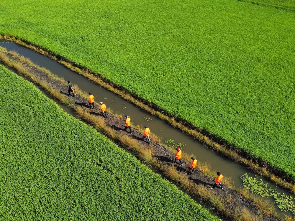 Lợi ích kinh tế lớn nhất của đề án 1 triệu ha lúa chất lượng cao, phát thải thấp không chỉ nằm ở việc bán tín chỉ carbon mà còn ở việc giảm các chi phí đầu vào thông qua các quy trình sản xuất hiệu quả hơn. Ảnh: QH tín chỉ carbon