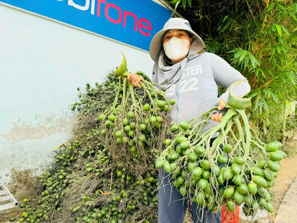 Trung Quốc ngưng mua khiến giá cau Việt Nam lao dốc. Ảnh: Nguyễn Yên nông sản Việt