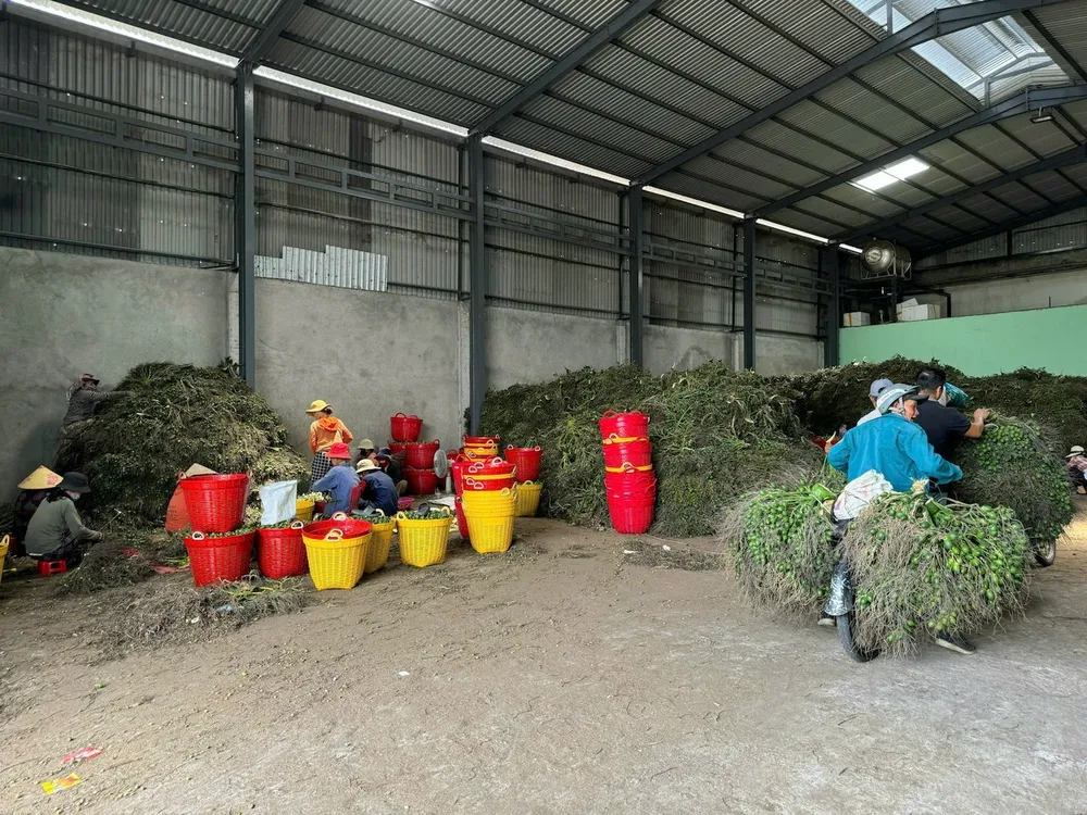 Theo chuyên gia, cau không phải là cây trồng chủ lực, thị trường tiêu thụ hạn chế nên khuyến cáo nông dân trồng xen canh với các nông sản khác. Ảnh: Nguyễn Yên nông sản Việt
