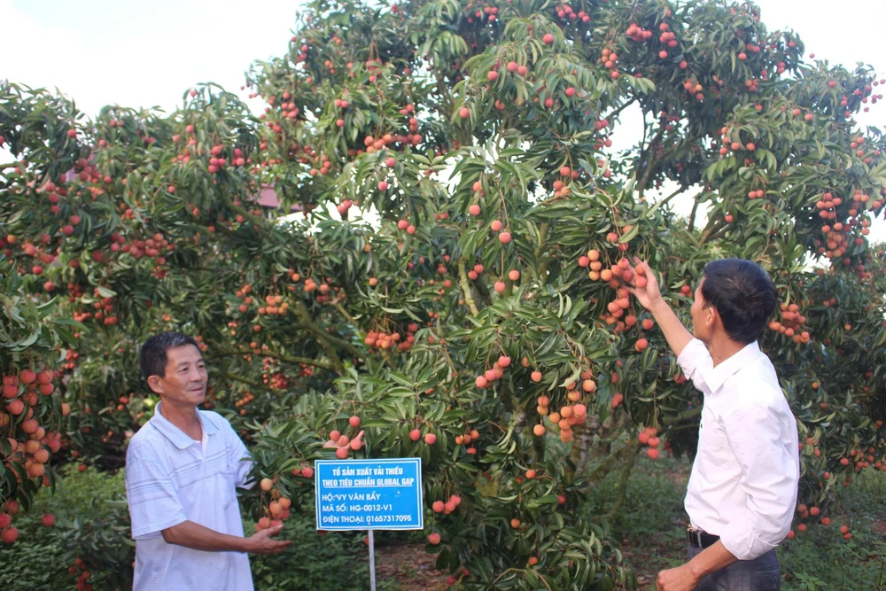 vải thiều Lục Ngạn