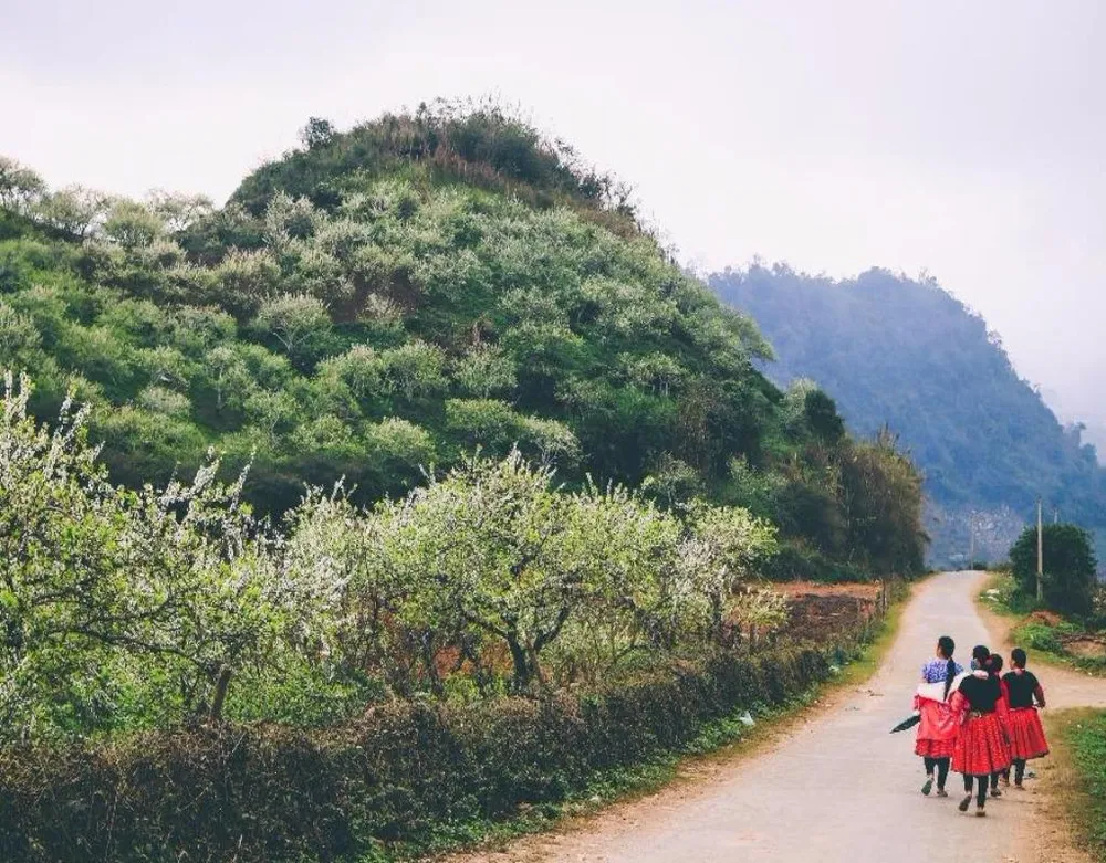 Sắc đỏ của những chiếc váy hoa nổi bật trên cao nguyên hoa mận trắng.