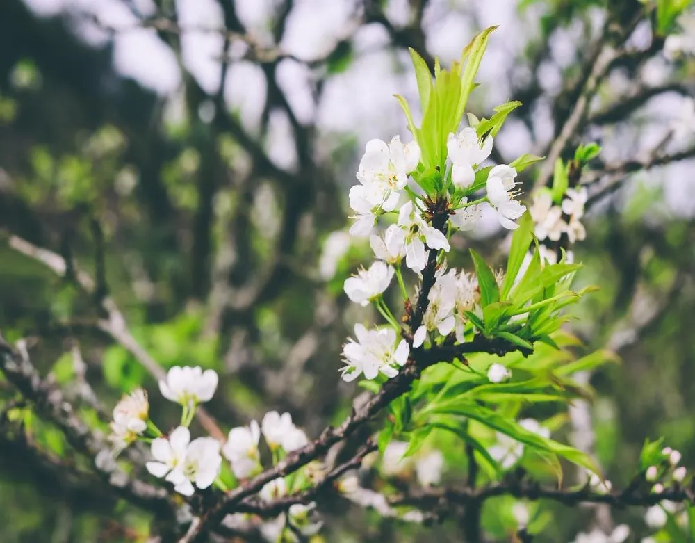 Hoa mận cùng những chồi non xanh rờn chuẩn bị đón chào mùa xuân.