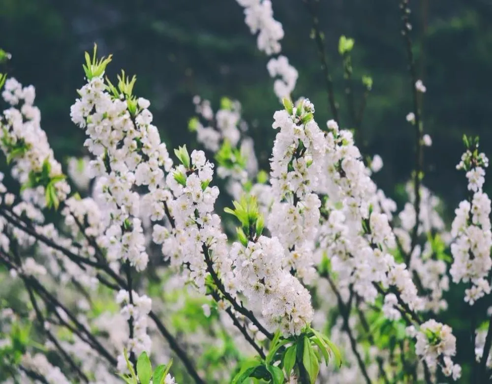Tuy đã là cuối mùa, nhưng những bông hoa mận vẫn bung sắc vào những ngày trời đông lạnh giá.