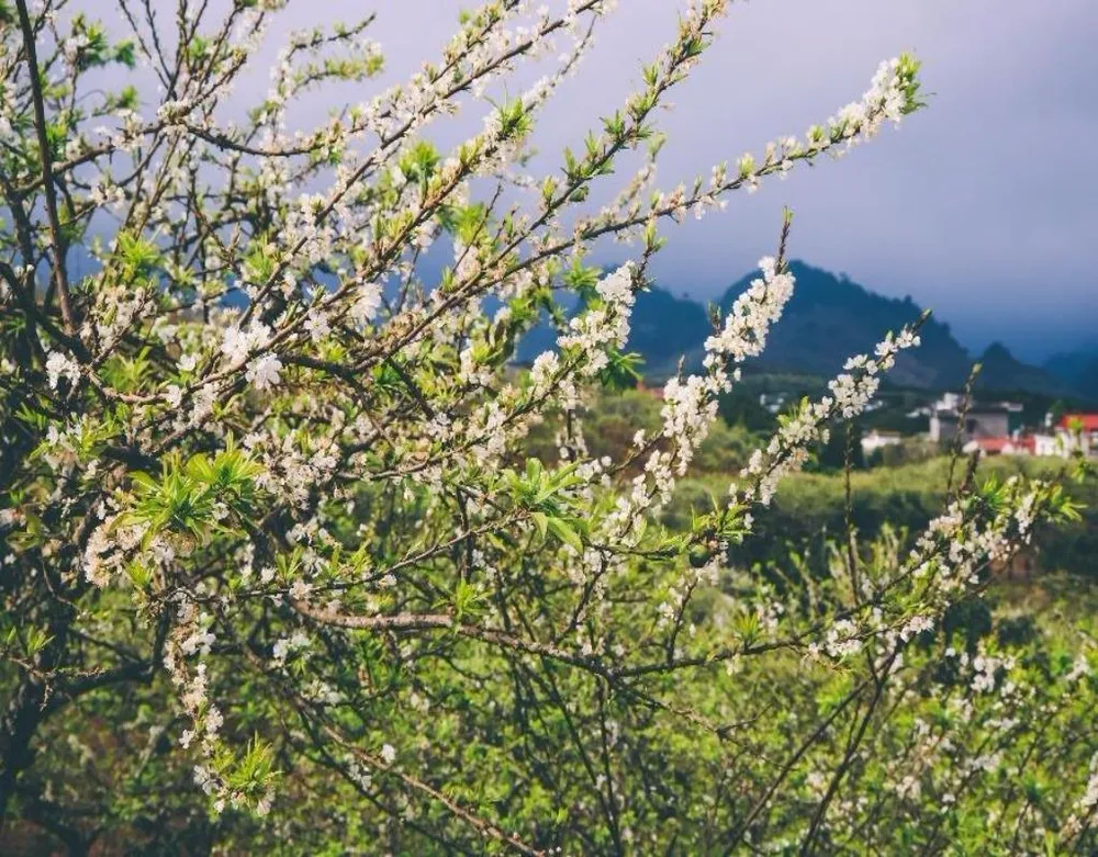 Những bông hoa mận khoe sắc giữa cao nguyên Mộc Châu.