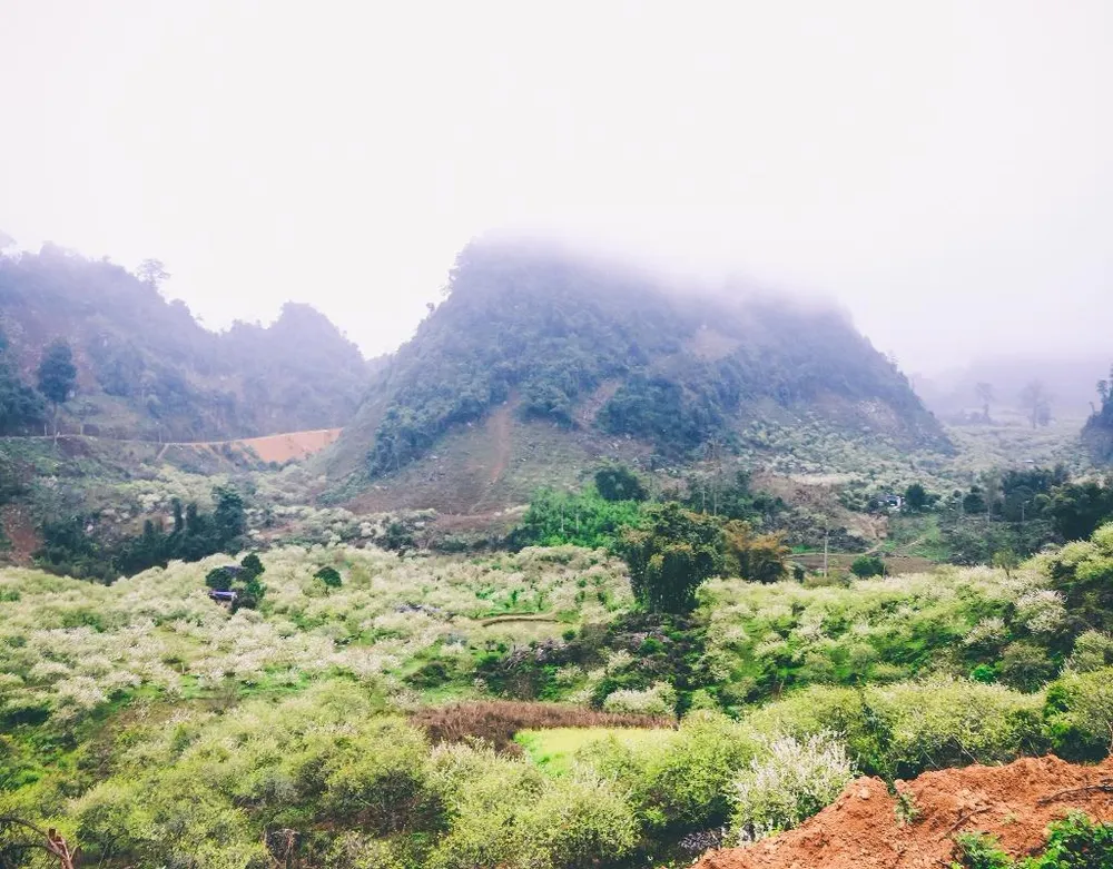 Nông trường Châu Mộc như hoa nở 