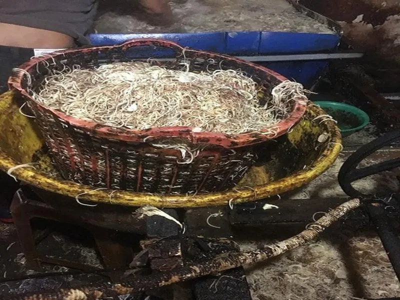 TP.HCM: Hãi hùng các cơ sở dùng hóa chất tẩy trắng bắp chuối ảnh 1