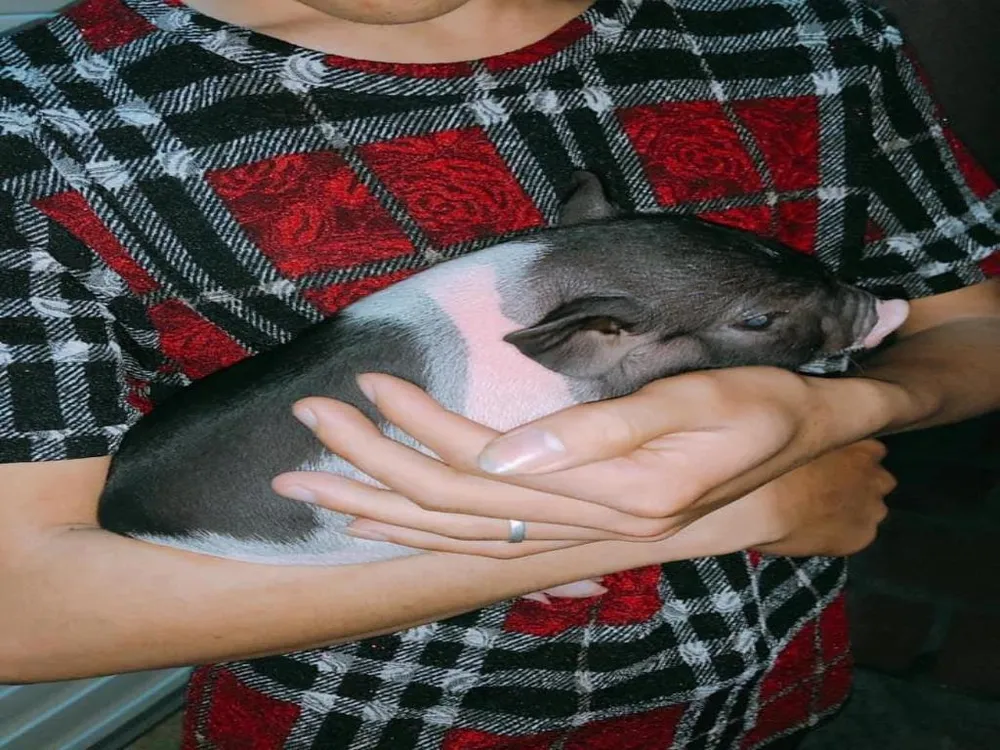 Chặn heo cảnh mini 2kg nhập lậu từ Trung Quốc ảnh 1