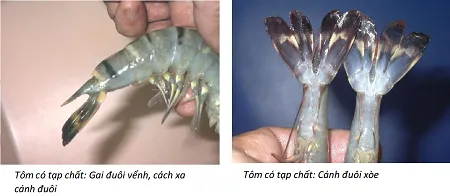 Tôm chứa tạp chất, làm sao để nhận biết? ảnh 2