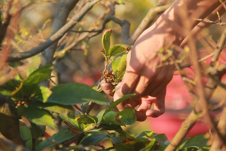 hai-la-mai-kiem-tien-trieu