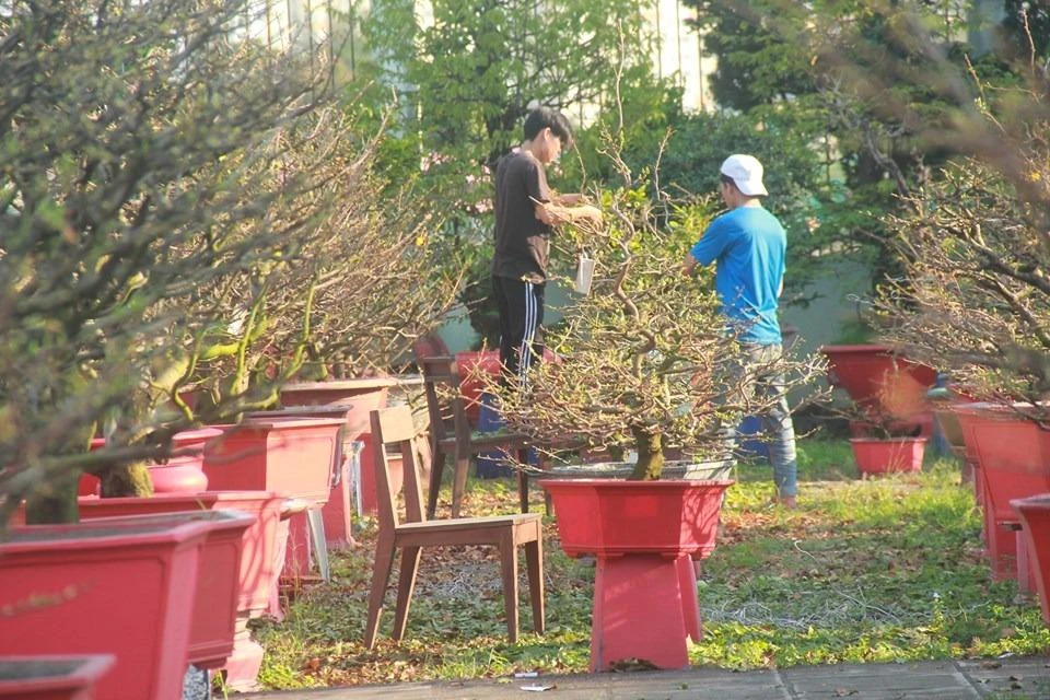 hai-la-mai-kiem-tien-trieu