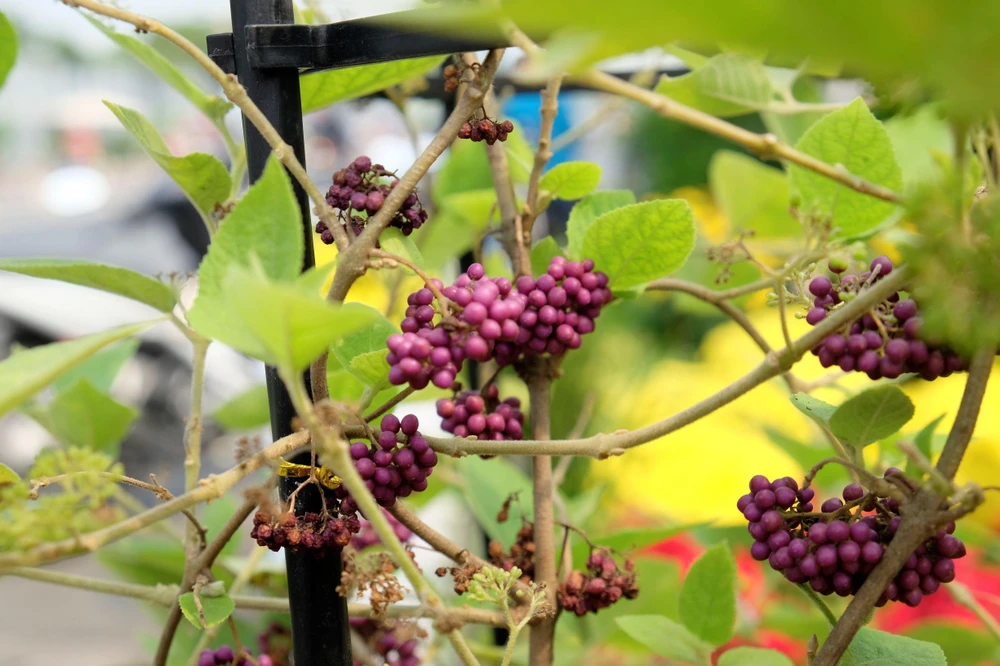 hoa-la-do-ve-thanh-pho