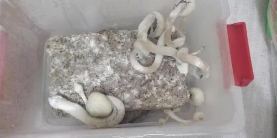 nam-thuc-than-nguy-hiem-ra-sao