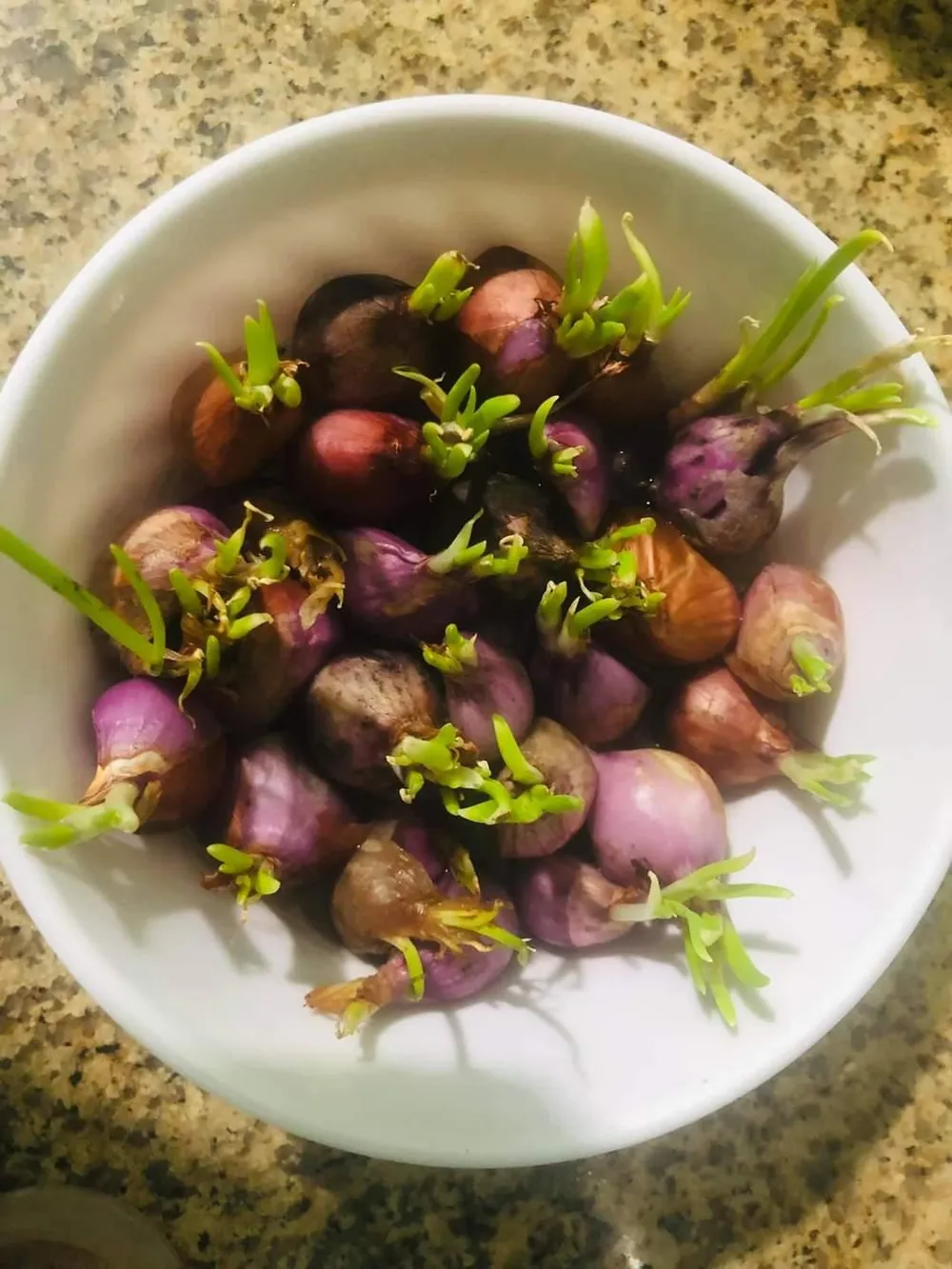 Hành rất dễ mọc mầm, ngay cả khi chưa cần gieo xuống đất. Ảnh: Thanh Huệ Hành rất dễ mọc mầm, ngay cả khi chưa cần gieo xuống đất. Ảnh: Thanh Huệ