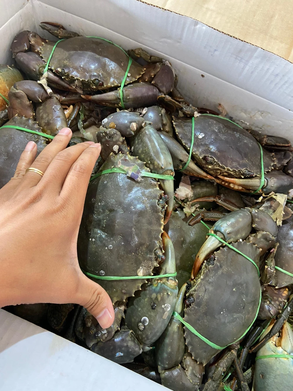 Mặc dù giá bán khá cao, song cua biển Úc vẫn nhận được nhiều sự quan tâm của người tiêu dùng. Ảnh: THU HÀ