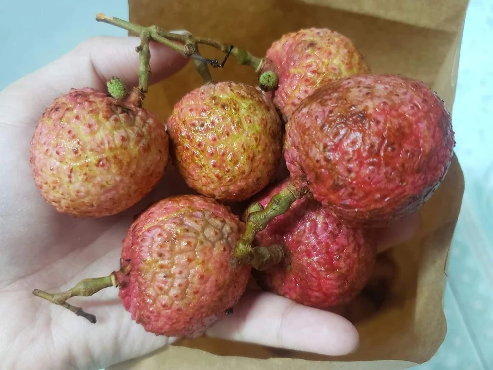 Chỉ nên ăn vải đã chín để tránh ngộ độc. ẢNH: HẠ QUYÊN