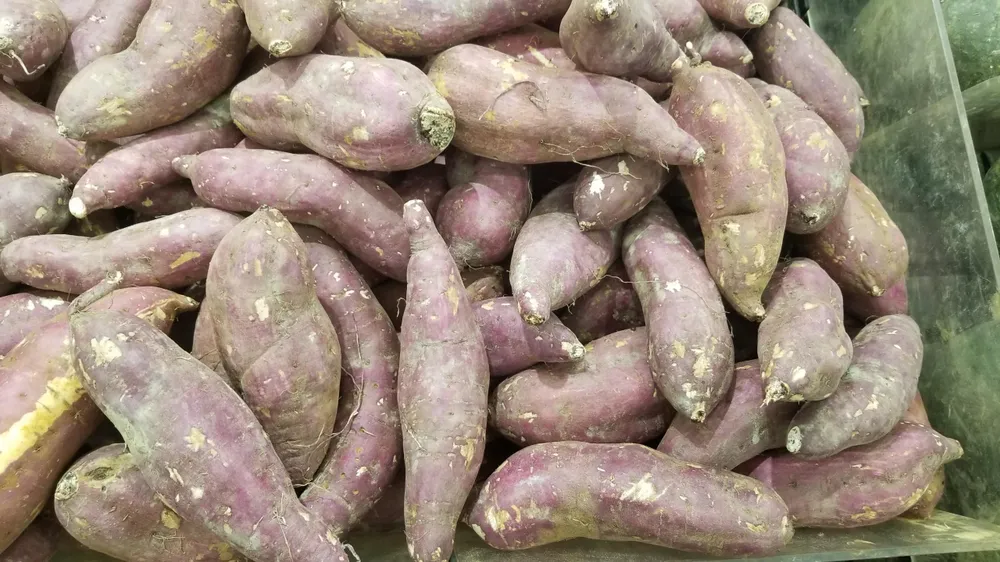 Khoai lang được các diễn viên Hàn Quốc lựa chọn trong chế độ ăn kiêng cấp tốc của mình. ẢNH: HẠ QUYÊN Khoai lang được các diễn viên Hàn Quốc lựa chọn trong chế độ ăn kiêng cấp tốc của mình. ẢNH: HẠ QUYÊN