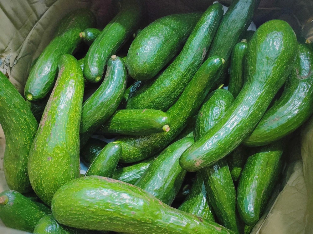 Bơ 034 đang được bán với giá chỉ 25.000 đồng/kg. ẢNH: THU HÀ Bơ 034 đang được bán với giá chỉ 25.000 đồng/kg. ẢNH: THU HÀ