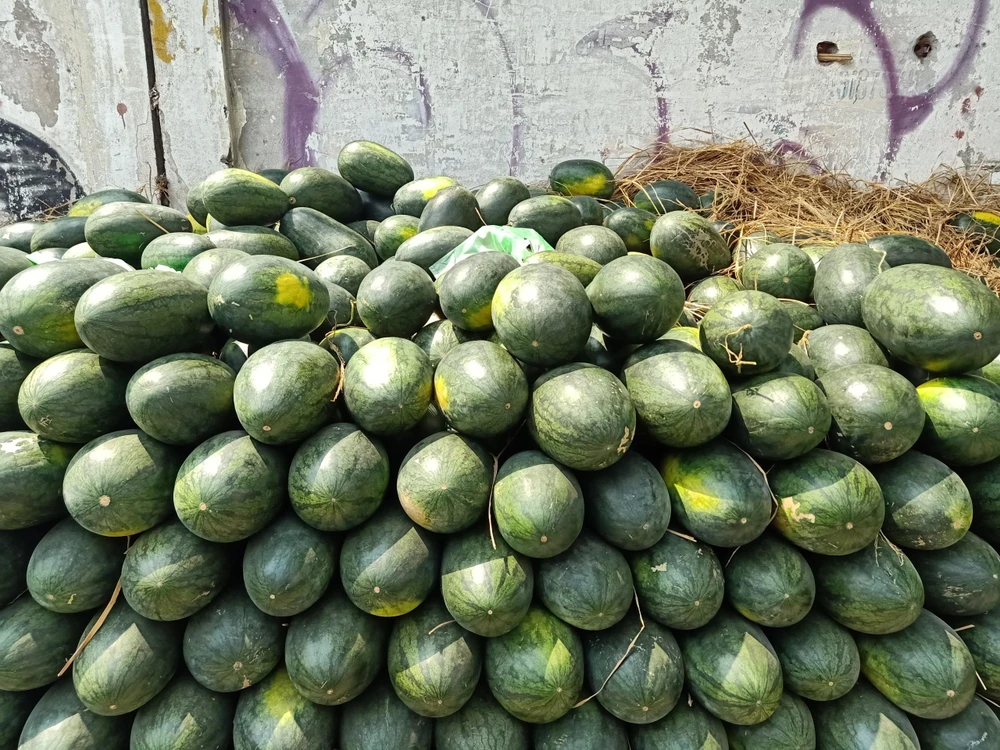 Dưa hấu chứa hợp chất có lợi cho tuyến tiền liệt. ẢNH: HẠ QUYÊN