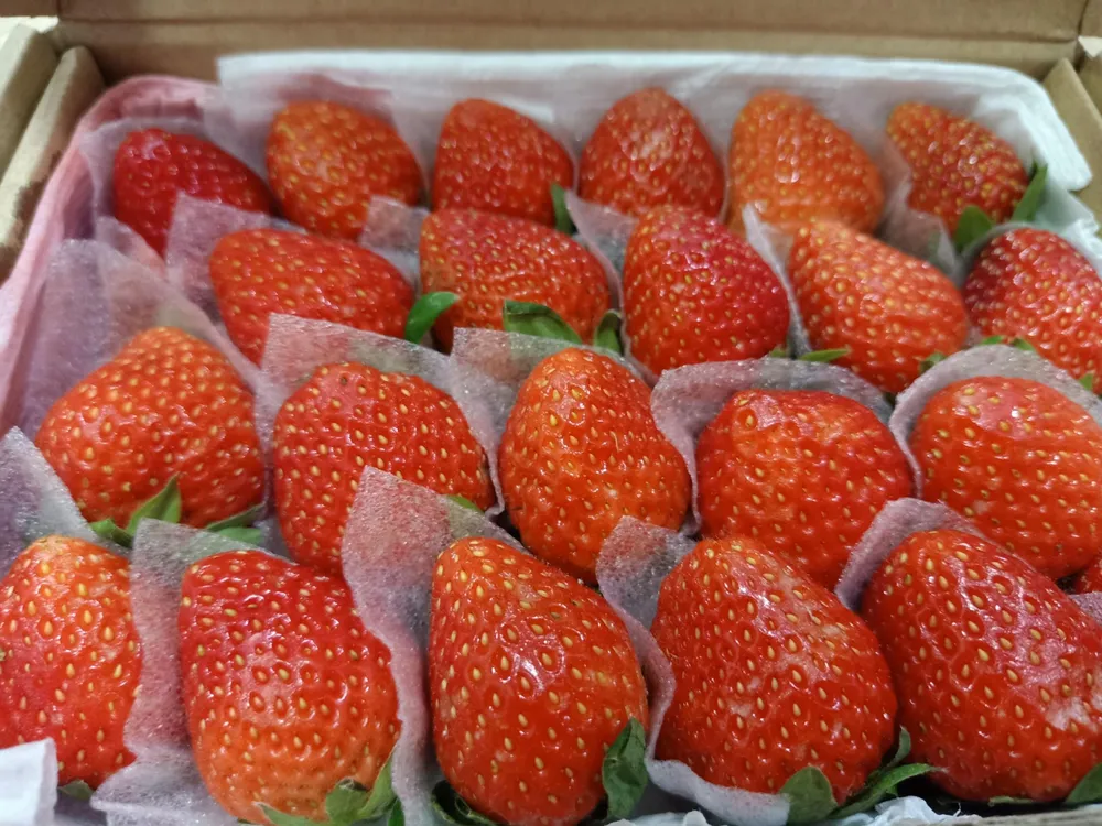 Dâu tây rất dễ hư hỏng nên bạn cần bảo quản đúng cách. ẢNH: HẠ QUYÊN Dâu tây rất dễ hư hỏng nên bạn cần bảo quản đúng cách. ẢNH: HẠ QUYÊN