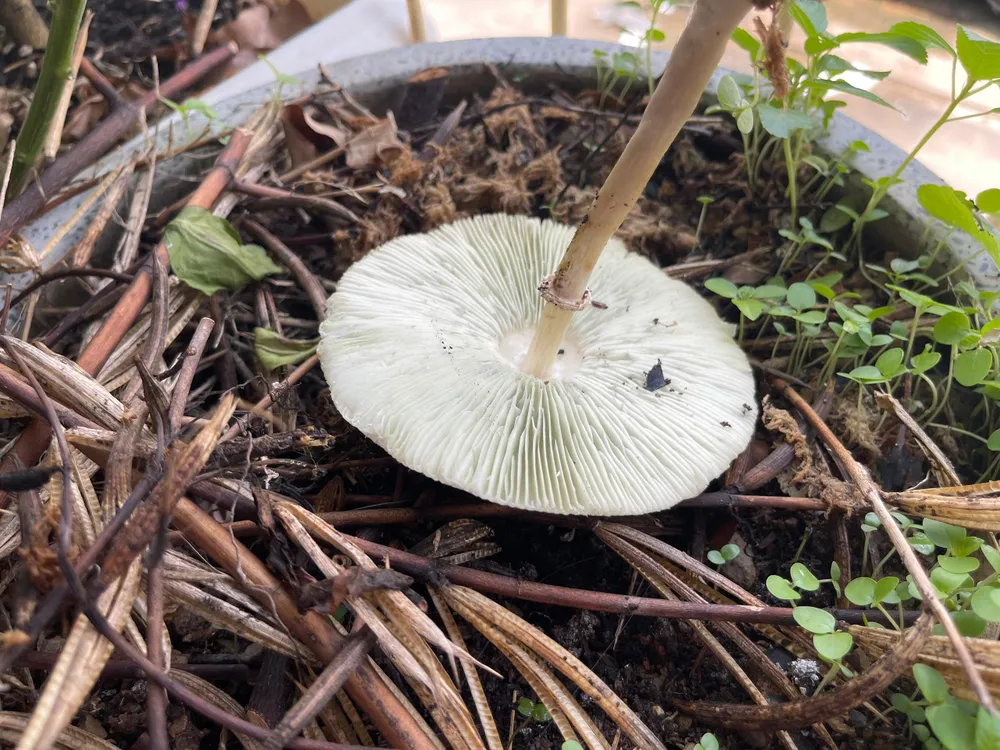 Nấm ô trắng phiến xanh lúc già có phần phiến màu xanh nhạt hoặc xanh xám. ẢNH: NGUYÊN HÀ