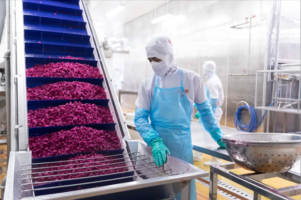 Andros Asia đánh giá ĐBSCL là nơi cung ứng nguyên liệu nhiều nhất, chiếm tới 35% tổng nguồn cung ứng nguyên liệu của công ty trên cả nước. Ảnh: THU HÀ