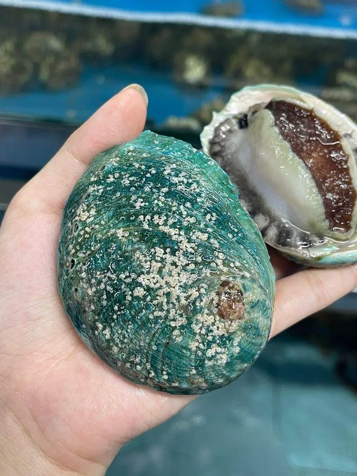 Bào ngư chứa rất nhiều dinh dưỡng tốt cho sức khỏe. ẢNH: HẠ QUYÊN