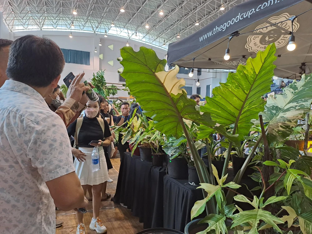 Cây kiểng lá có giá 300 triệu đồng đang thu hút nhiều sự quan tâm của khách hàng. Ảnh: THU HÀ