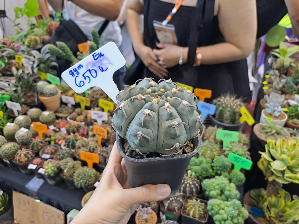 Một dòng xương rồng với những chiếc gai độc đáo có giá 650.000 đồng. Ảnh: THU HÀ