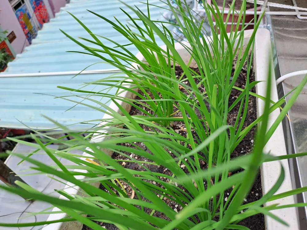 Thay vì cho hành lá, người Nhật cho hẹ vào món trứng chiên. ẢNH: HẠ QUYÊN Thay vì cho hành lá, người Nhật cho hẹ vào món trứng chiên. ẢNH: HẠ QUYÊN