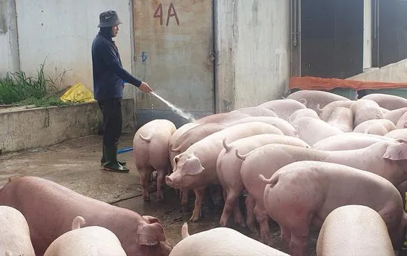 Cần cung cấp đầy đủ các chất cho heo để phát triển. ẢNH: NGUYỄN TRÍ