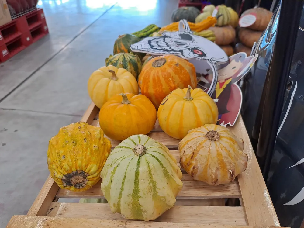 Những loại bí ngô có hình thù lạ mắt được bán với giá từ 160.000 đồng/kg. Ảnh: THU HÀ Những loại bí ngô có hình thù lạ mắt được bán với giá từ 160.000 đồng/kg. Ảnh: THU HÀ