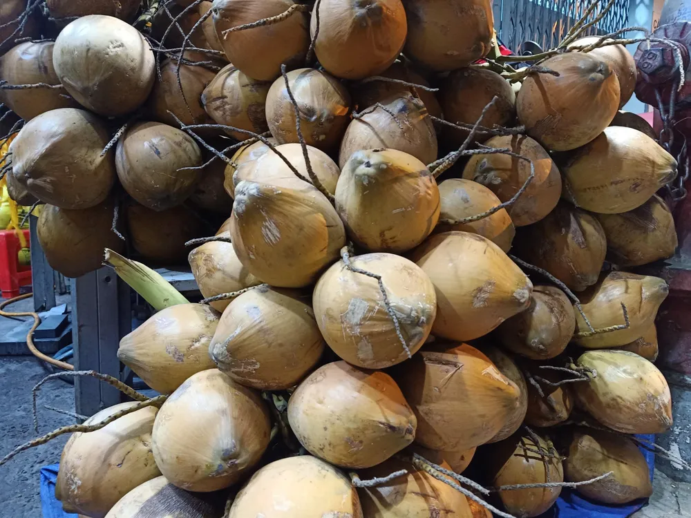 Nước dừa rất tốt cho người bị mất nước. ẢNH: HẠ QUYÊN