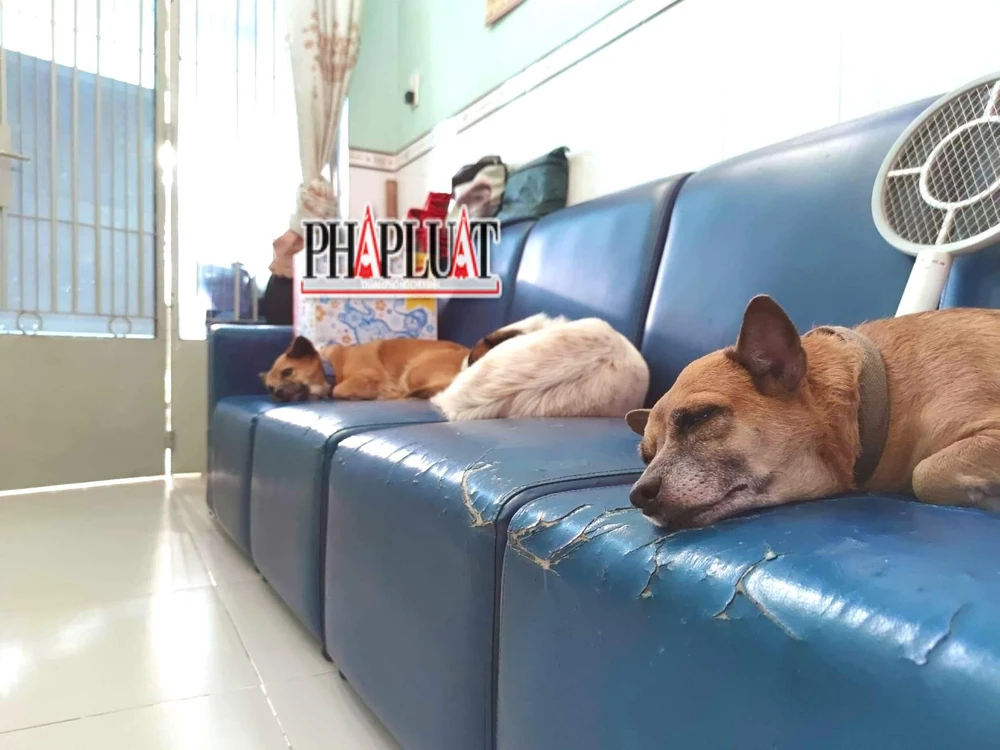 Việc gần gũi với thú cưng làm gia tăng nguy cơ nhiễm bệnh giun đũa. ẢNH: NGUYÊN HÀ