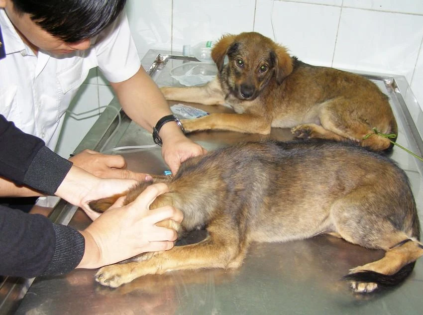 Chích ngừa cho chó để giảm thiểu các bệnh giun và ký sinh trùng ở thú nuôi