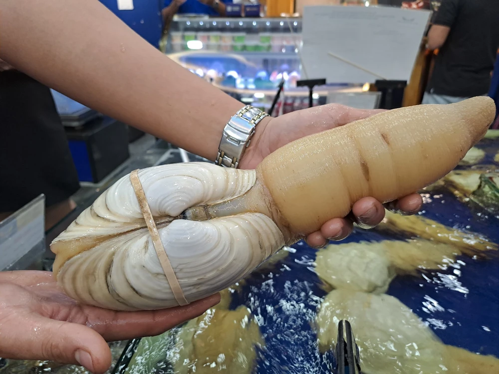 Ốc vòi voi vàng Canada lần đầu tiên về Việt Nam với giá bán gần 2,5 triệu đồng/kg. ẢNH: THU HÀ Ốc vòi voi vàng Canada lần đầu tiên về Việt Nam với giá bán gần 2,5 triệu đồng/kg. ẢNH: THU HÀ