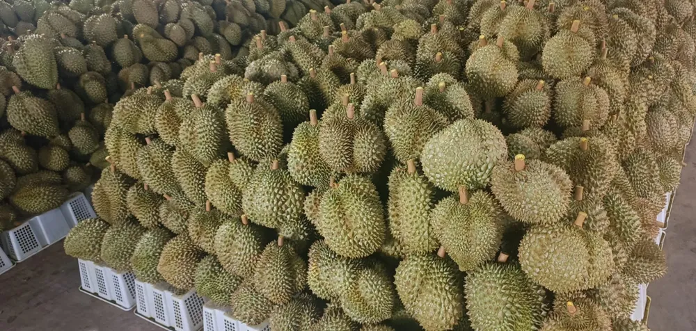 Trung Quốc tăng nhu cầu mua khiến giá sầu riêng tăng cao. Ảnh: Trọng Khải