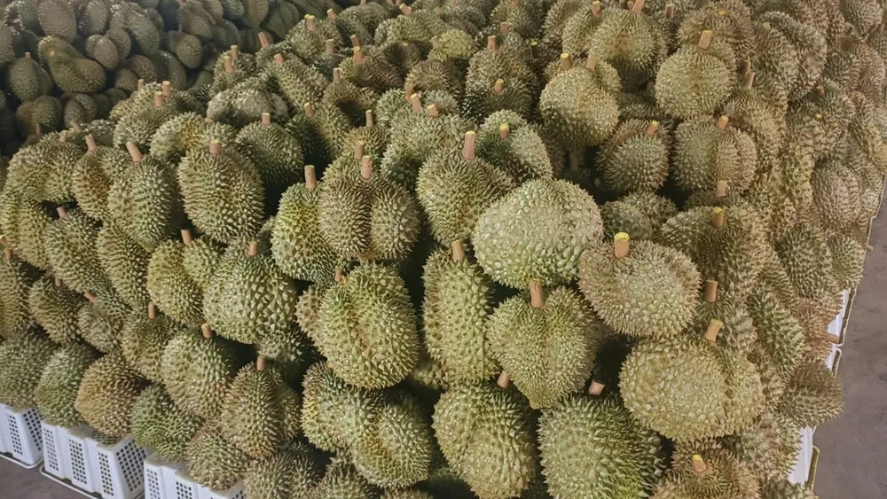 Dù giá thu mua đang giảm nhưng hiện tại giá sầu riêng vẫn ở mức cao so với cùng kỳ năm ngoái