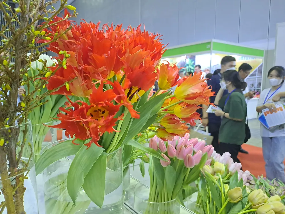 Năm nay hoa tulip trở thành loại hoa được nhiều người tiêu dùng săn đón trong dịp lễ 8-3. Ảnh: Thu Hà