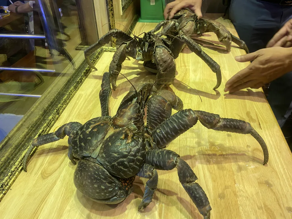 cua-dua Cua dừa chắc khỏe, có chiều dài sải chân khoảng 40-50 cm