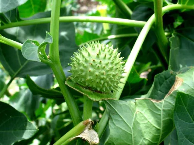 Cà độc dược. Ảnh: Internet Cà độc dược. Ảnh: Internet