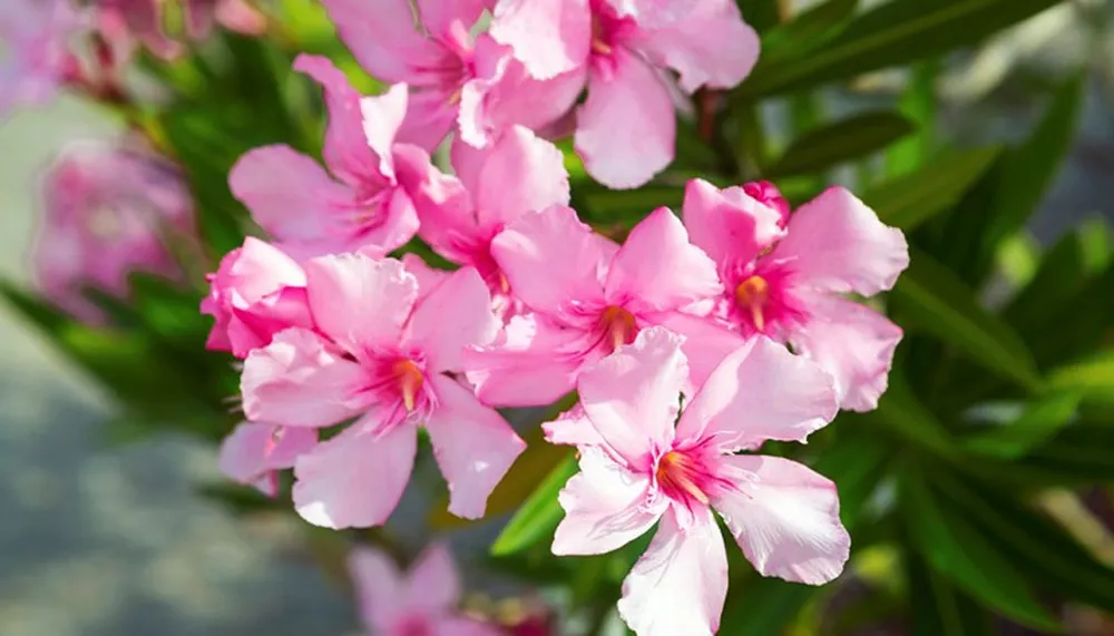 Các bộ phận cây trúc đào đều chứa độc. Ảnh: Shutterstock Các bộ phận cây trúc đào đều chứa độc. Ảnh: Shutterstock