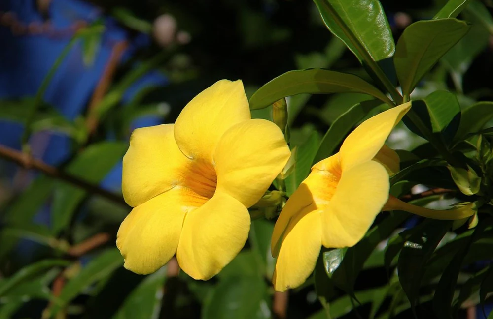 Một số loại cây cảnh có thể gây ngộ độc cho trẻ nếu vô tình ăn phải ảnh 4 Một số loại cây cảnh có thể gây ngộ độc cho trẻ nếu vô tình ăn phải ảnh 4